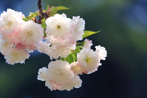 聆听花开的声音